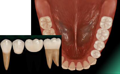 �P���u���b�W�i�W���R�j�A�Z���~�b�N�j